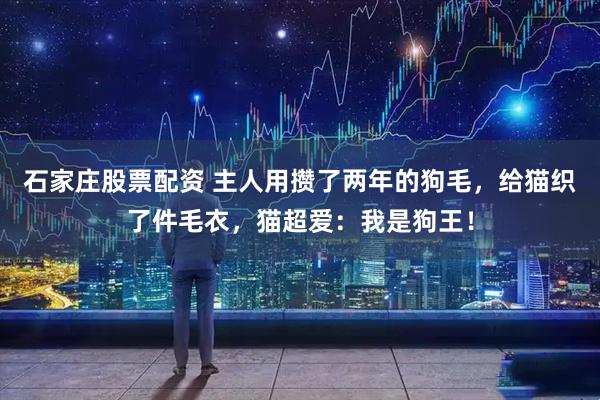 石家庄股票配资 主人用攒了两年的狗毛，给猫织了件毛衣，猫超爱：我是狗王！