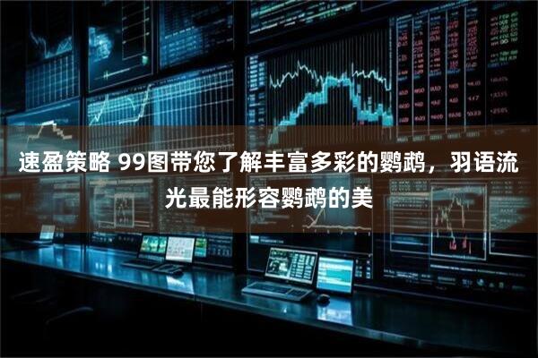 速盈策略 99图带您了解丰富多彩的鹦鹉，羽语流光最能形容鹦鹉的美